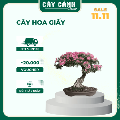 cây hoa giấy