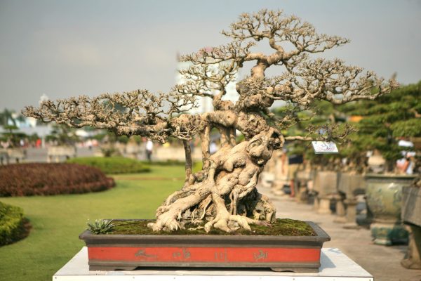 cây cảnh bonsai