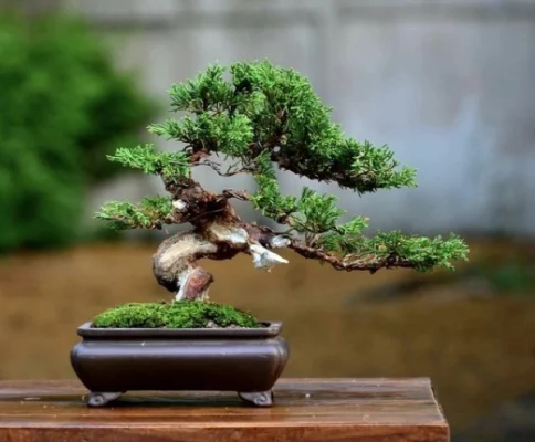 cây cảnh bonsai