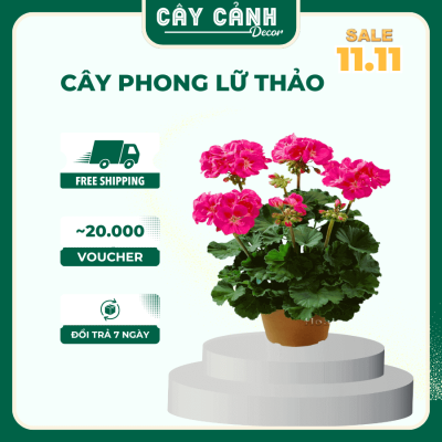 cây phong lữ thảo