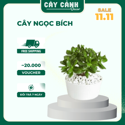 cây ngọc bích