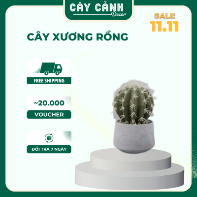 cây xương rồng