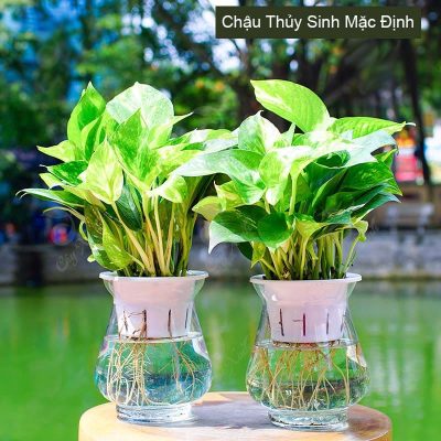  cây phong thủy để bàn