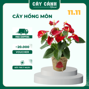 Cây hồng môn