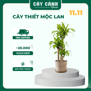 Cây thiết mộc lan