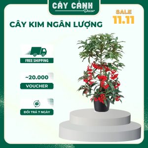 Cây Kim Ngân Lượng phong thủy