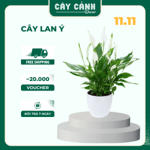 Cây lan ý