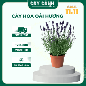 cây hoa oải hương