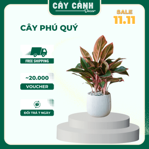 cây phú quý