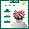 cây dừa cạn