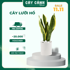 Cây lưỡi hổ