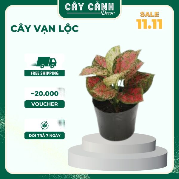 Cây Vạn Lộc