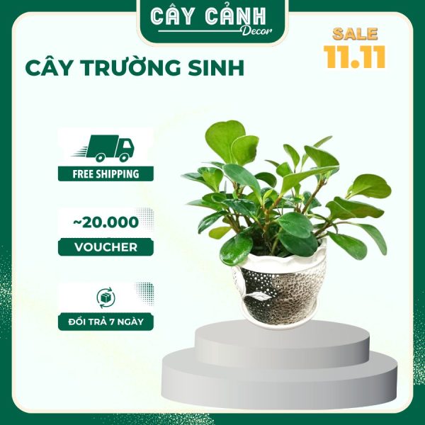 Cây Trường Sinh may mắn