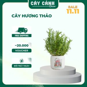 Cây hương thảo