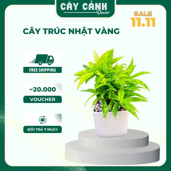 Cây trúc nhật vàng