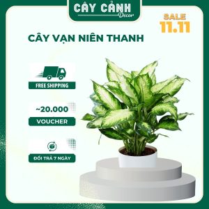 Cây vạn niên thanh