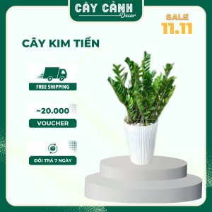 Cây Kim Tiền may mắn