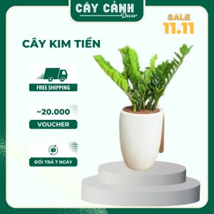 Cây Kim Tiền phong thủy