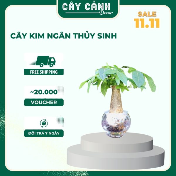 Kim Ngân thủy sinh may mắn