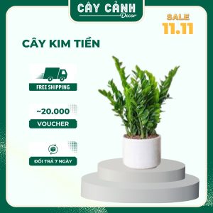 Cây Kim Tiền