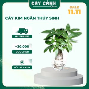 Cây Kim Ngân thủy sinh