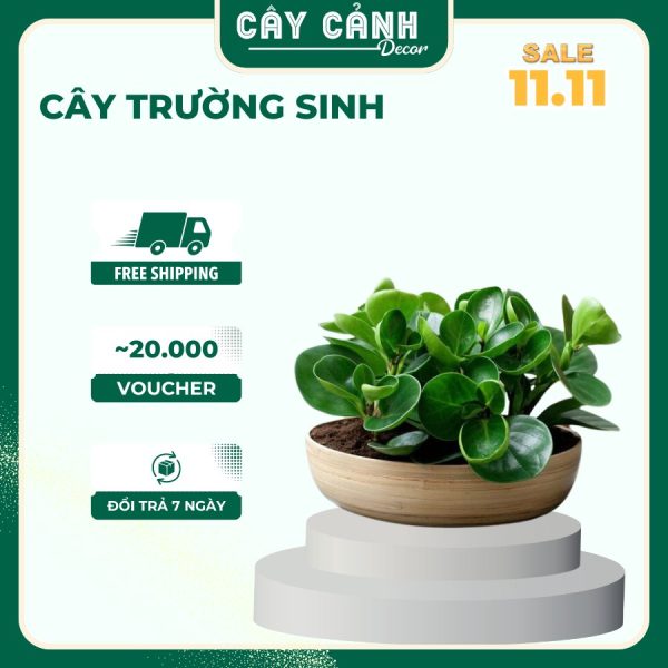 Cây Trường Sinh