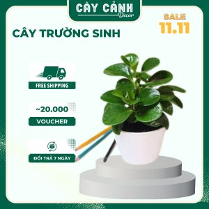 Cây Trường Sinh tài lộc