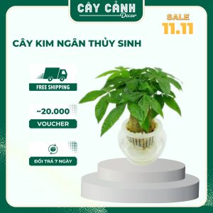 Kim Ngân thủy sinh phong thủy