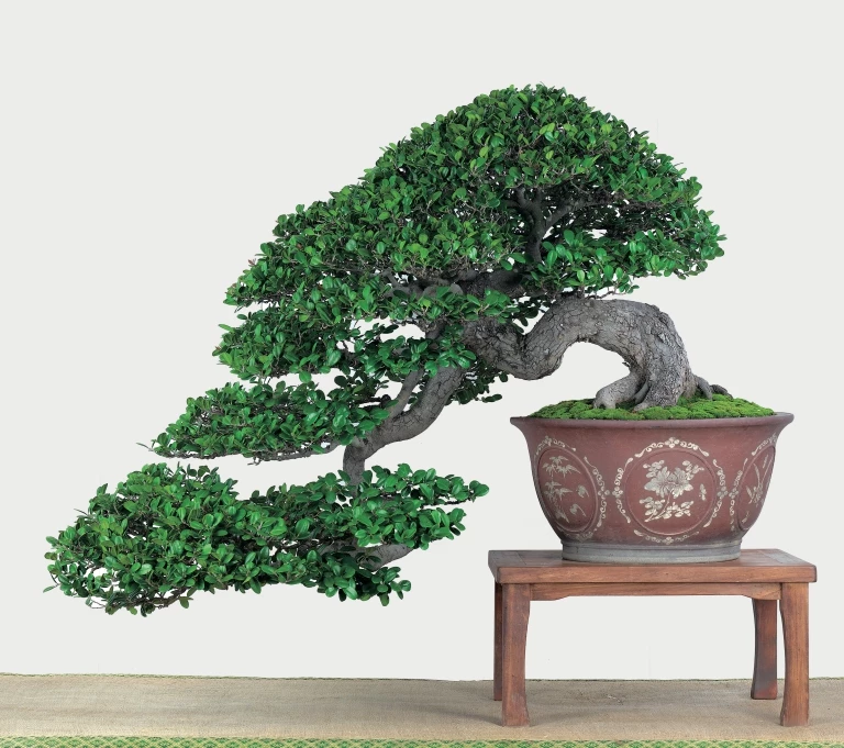 cây cảnh bonsai