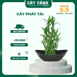 Cây phát tài