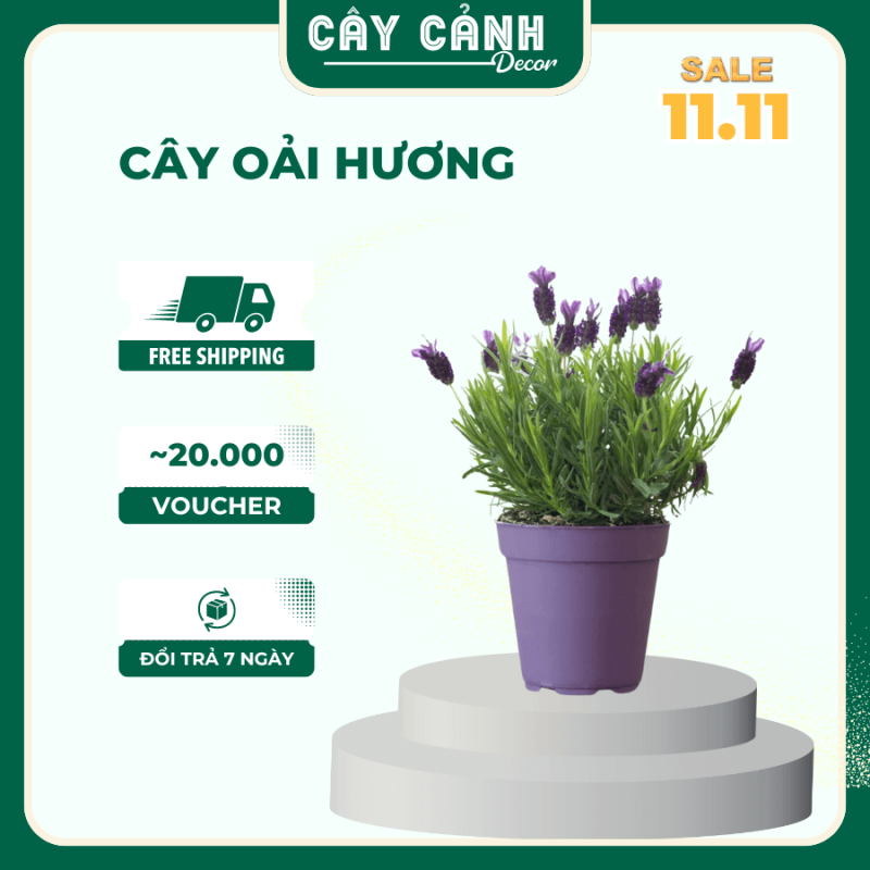 cây hoa oải hương