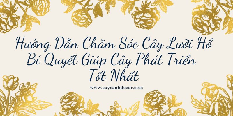 Hướng Dẫn Chăm Sóc Cây Lưỡi Hổ Bí Quyết Giúp Cây Phát Triển Tốt Nhất