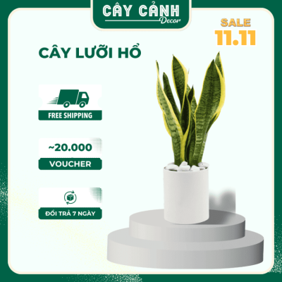 cây lưỡi hổ