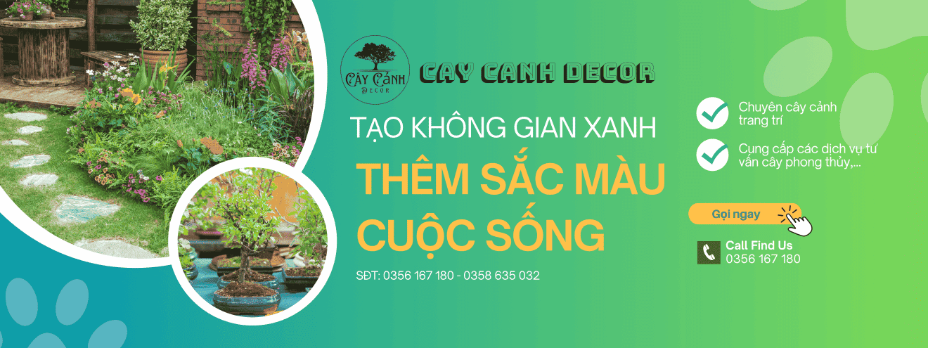 Banner Cây cảnh decor